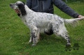 Setter Anglais HUNTER DES SENTIERS DE LA MARGERIDE Setter Anglais HUNTER DES SENTIERS DE LA MARGERIDE